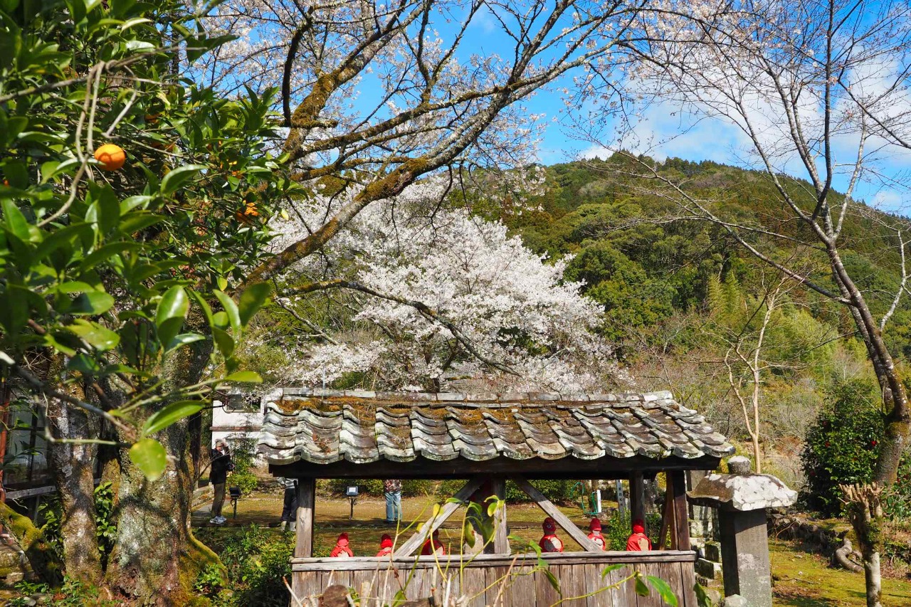 さいきの桜 - | 塩釜桜 | 観光スポット | 佐伯市観光ナビ