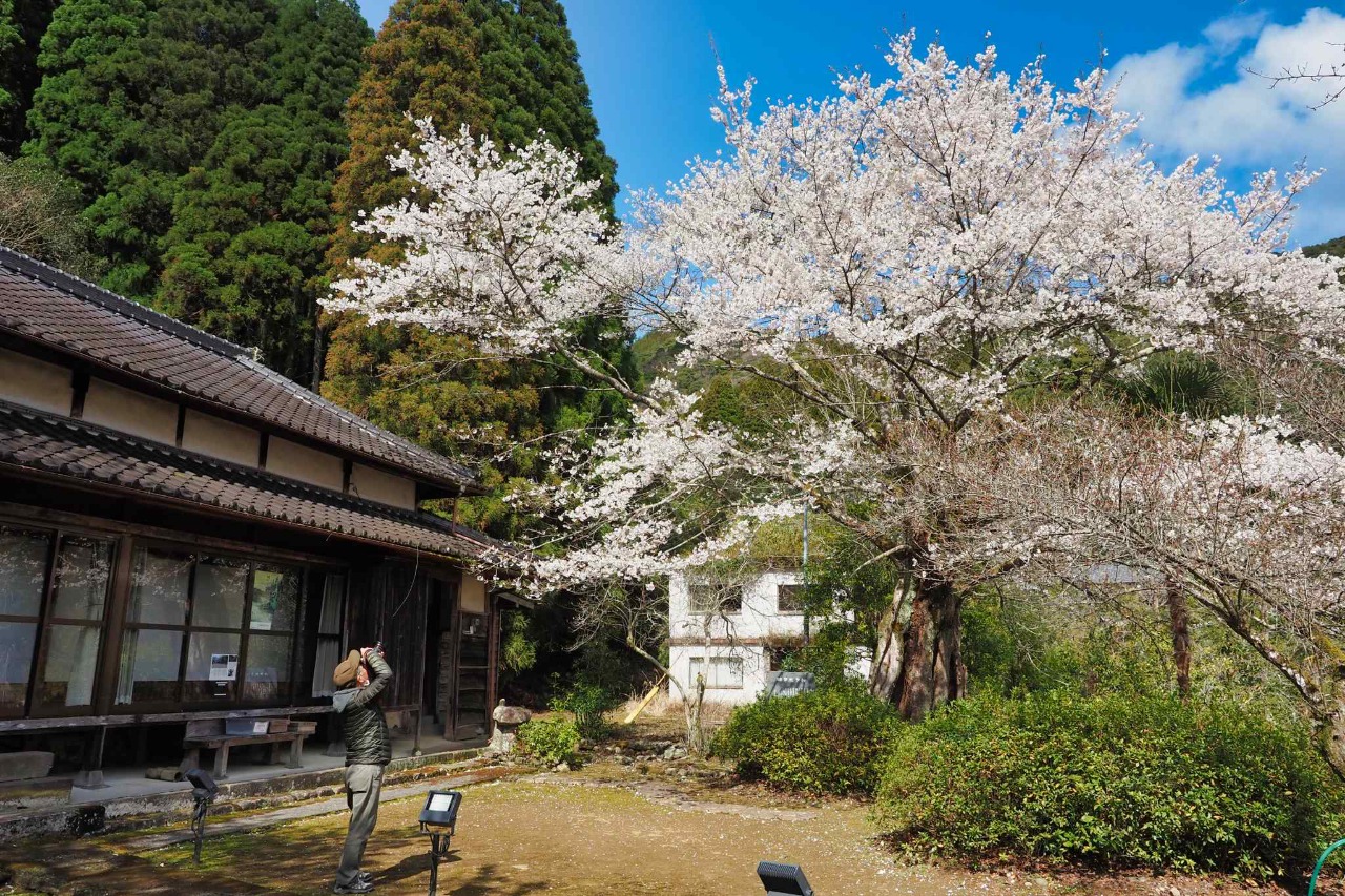 大分県　桜 ジョルダンの季節特集