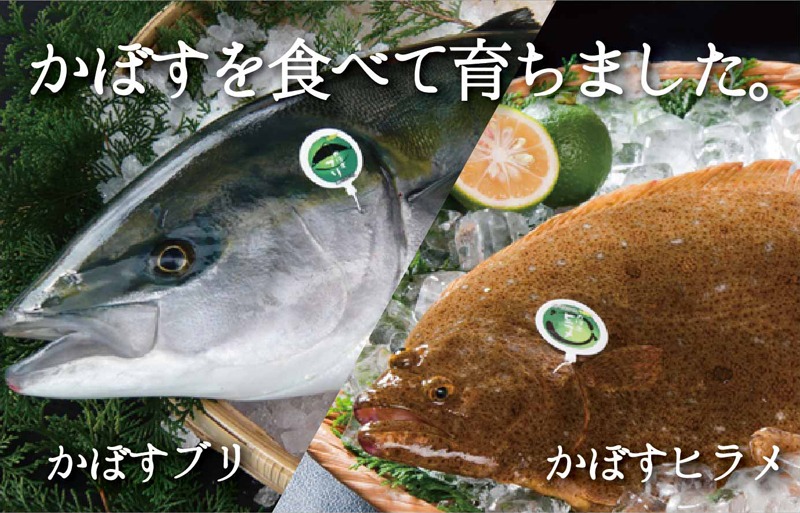 大分といえば かぼすブリ かぼすヒラメ でしょ 冬から春に旬を迎える美味しい魚を食卓へ 観光スポット おこしくださいき
