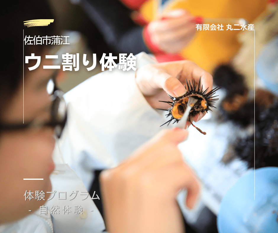 ウニ割り体験 丸二水産
