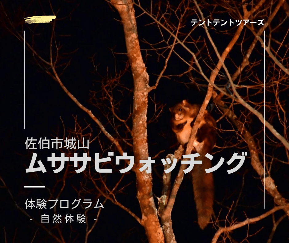 城山ムササビウォッチング