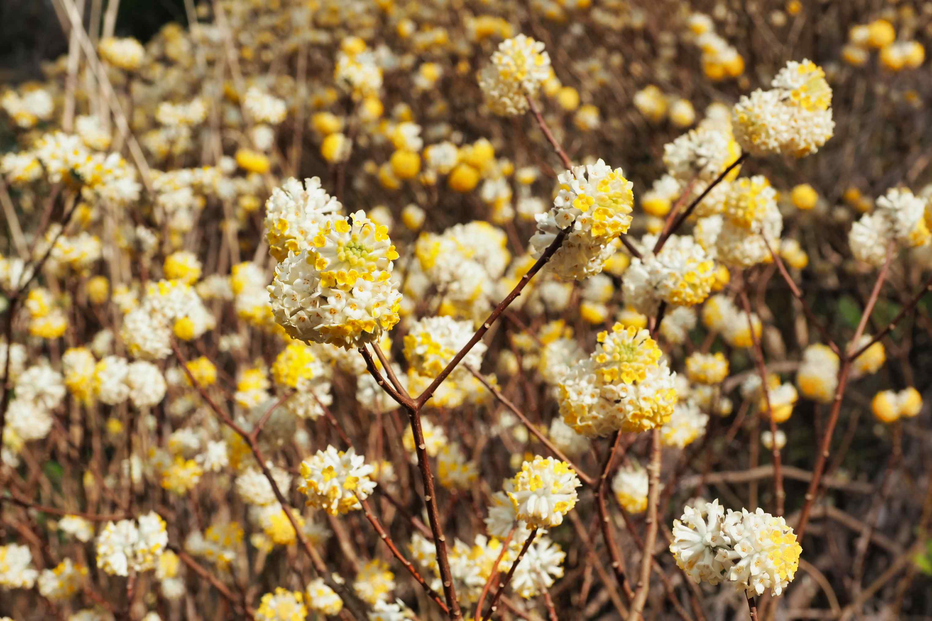 ミツマタの花 佐伯市本匠 観光スポット 佐伯市観光ナビ